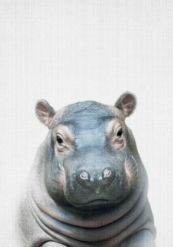輸入壁紙 カスタム壁紙 PHOTOWALL / Baby Hippo (e322792)