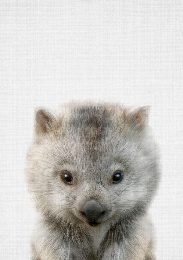 輸入壁紙 カスタム壁紙 PHOTOWALL / Baby Wombat (e322794)