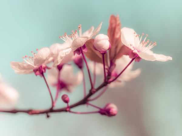 輸入壁紙 カスタム壁紙 PHOTOWALL / Cherry Blossom (e321078)
