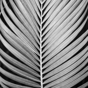 輸入壁紙 カスタム壁紙 PHOTOWALL / Palm Tree Leaf (e322868)