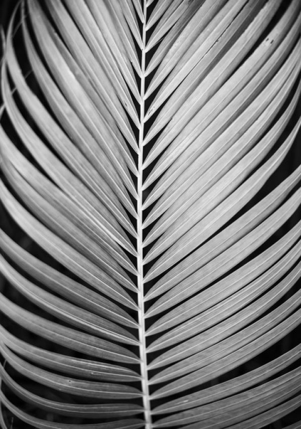 輸入壁紙 カスタム壁紙 PHOTOWALL / Palm Tree Leaf (e322868)