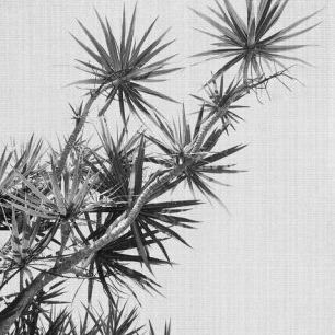 輸入壁紙 カスタム壁紙 PHOTOWALL / Black and White Plant (e322870)
