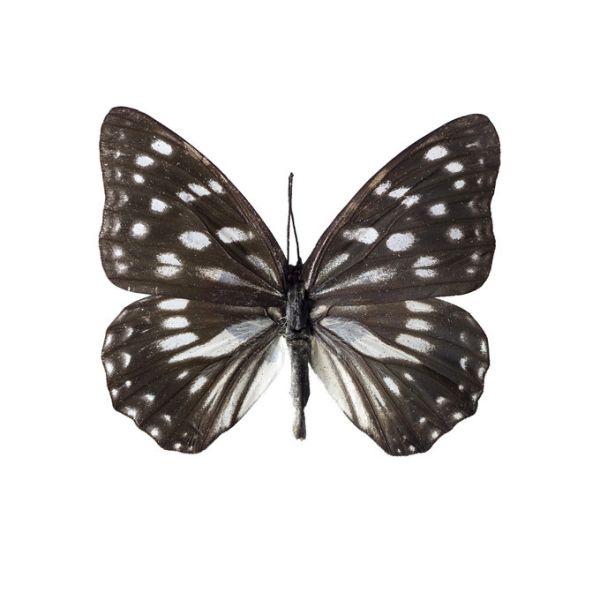 輸入壁紙 カスタム壁紙 PHOTOWALL / Black Butterfly (e321103)