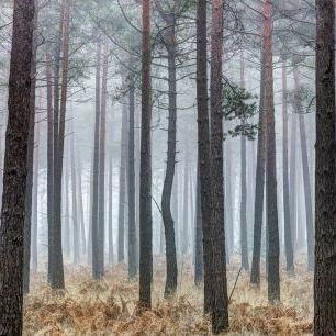 輸入壁紙 カスタム壁紙 PHOTOWALL / Into the Pine Forest (e321111)