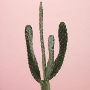 輸入壁紙 カスタム壁紙 PHOTOWALL / Cacti - Pink (e321125)