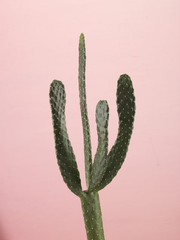 輸入壁紙 カスタム壁紙 PHOTOWALL / Cacti - Pink (e321125)