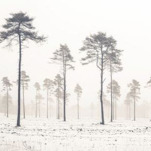輸入壁紙 カスタム壁紙 PHOTOWALL / Snowy Tree View (e321130)