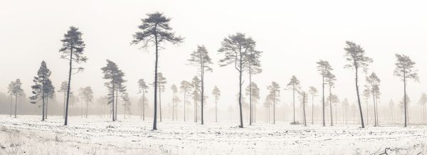 輸入壁紙 カスタム壁紙 PHOTOWALL / Snowy Tree View (e321130)