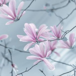 輸入壁紙 カスタム壁紙 PHOTOWALL / Lovely Magnolias (e321131)