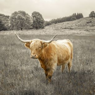 輸入壁紙 カスタム壁紙 PHOTOWALL / Noble Highland Cow (e321134)