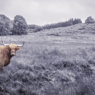 輸入壁紙 カスタム壁紙 PHOTOWALL / Staring highland Cow (e321135)