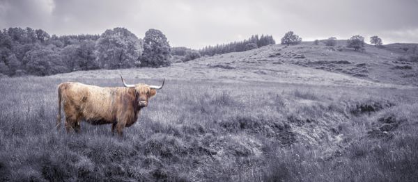 輸入壁紙 カスタム壁紙 PHOTOWALL / Staring highland Cow (e321135)