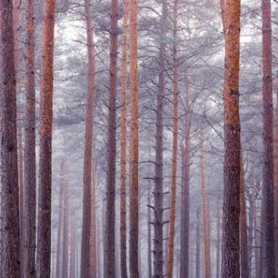 輸入壁紙 カスタム壁紙 PHOTOWALL / Noble Pine Forest (e321136)