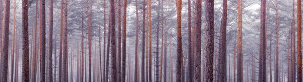 輸入壁紙 カスタム壁紙 PHOTOWALL / Noble Pine Forest (e321136)