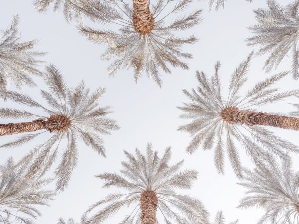 輸入壁紙 カスタム壁紙 PHOTOWALL / Beneath the Palm Trees (e321150)