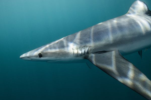 輸入壁紙 カスタム壁紙 PHOTOWALL / Blue Shark off Halifax (e319038)