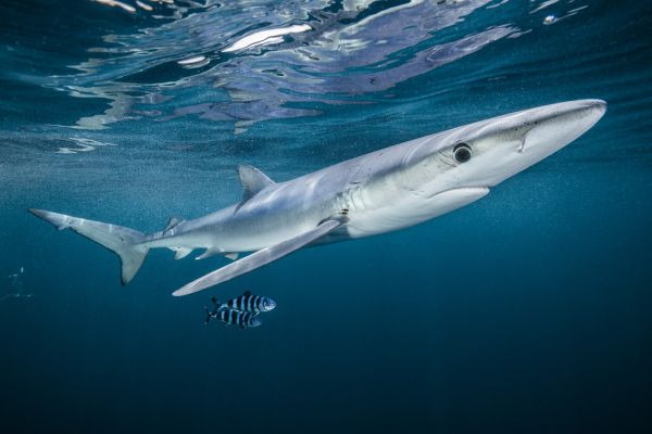 輸入壁紙 カスタム壁紙 PHOTOWALL / Blue Shark with a Pair of Pilot Fish (e319039)