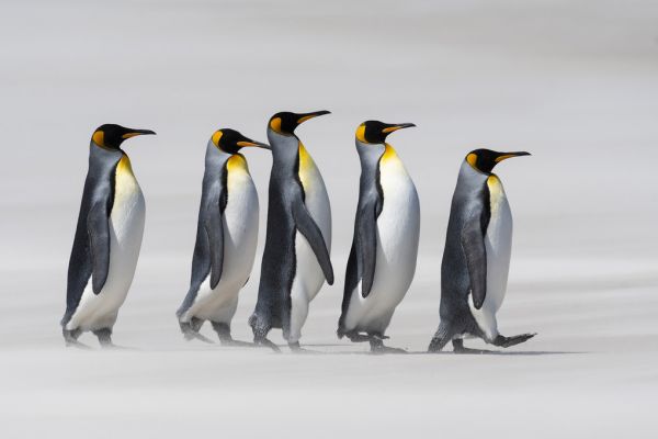 輸入壁紙 カスタム壁紙 PHOTOWALL / King Penguins - Falklands (e319042)