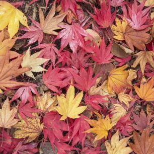 輸入壁紙 カスタム壁紙 PHOTOWALL / Fallen Maple Leaves (e320139)