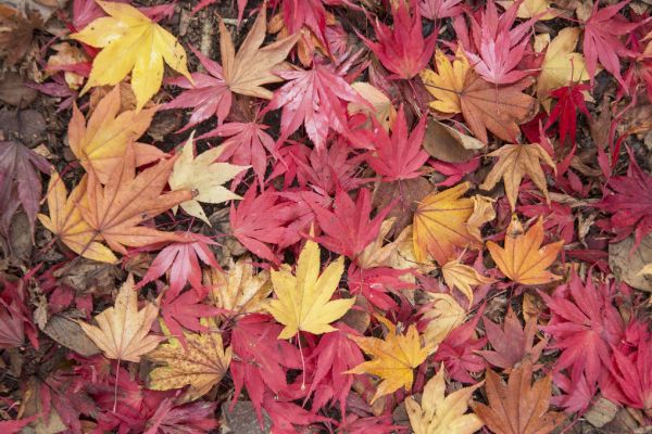 輸入壁紙 カスタム壁紙 PHOTOWALL / Fallen Maple Leaves (e320139)