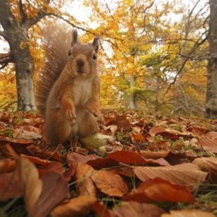 輸入壁紙 カスタム壁紙 PHOTOWALL / Red Squirrel in Leaf Litter (e320140)