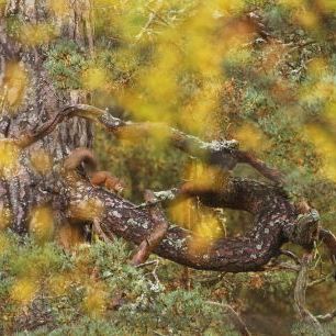 輸入壁紙 カスタム壁紙 PHOTOWALL / Red Squirrel on Old Pine Tree (e320141)