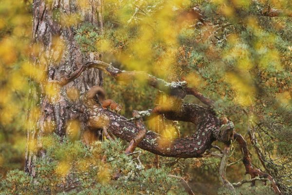 輸入壁紙 カスタム壁紙 PHOTOWALL / Red Squirrel on Old Pine Tree (e320141)
