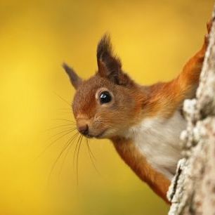 輸入壁紙 カスタム壁紙 PHOTOWALL / Red Squirrel with Autumn Colors (e320142)