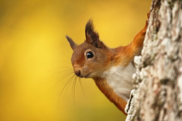 輸入壁紙 カスタム壁紙 PHOTOWALL / Red Squirrel with Autumn Colors (e320142)