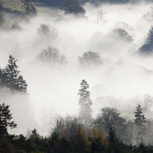 輸入壁紙 カスタム壁紙 PHOTOWALL / Woodland Mist (e320144)