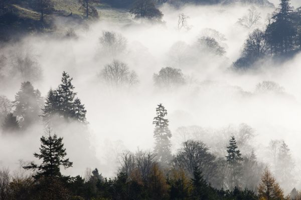 輸入壁紙 カスタム壁紙 PHOTOWALL / Woodland Mist (e320144)