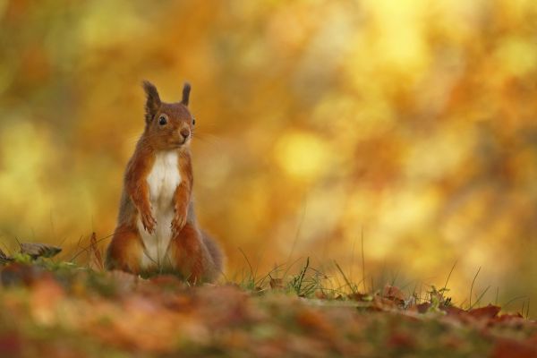 輸入壁紙 カスタム壁紙 PHOTOWALL / Red Squirrel on Forest Floor (e320143)