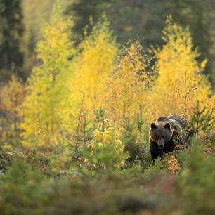 輸入壁紙 カスタム壁紙 PHOTOWALL / Brown Bear in Autumn Forest (e320146)