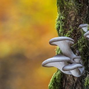輸入壁紙 カスタム壁紙 PHOTOWALL / Oyster Mushroom on Tree Trunk (e320149)