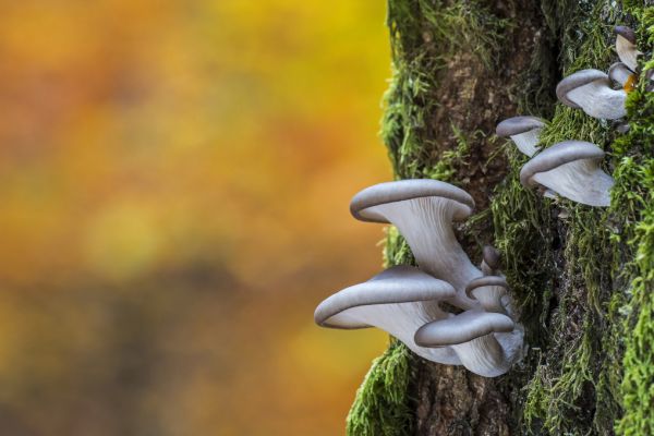 輸入壁紙 カスタム壁紙 PHOTOWALL / Oyster Mushroom on Tree Trunk (e320149)