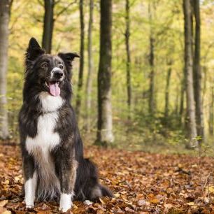 輸入壁紙 カスタム壁紙 PHOTOWALL / Dog in Beech Woodland (e320150)