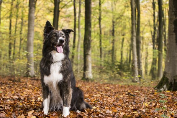 輸入壁紙 カスタム壁紙 PHOTOWALL / Dog in Beech Woodland (e320150)