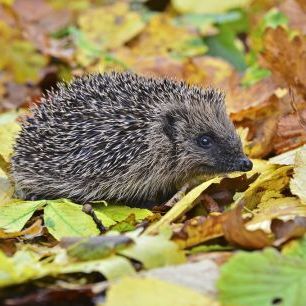 輸入壁紙 カスタム壁紙 PHOTOWALL / Hedgehog in Autumn Leaves (e320151)
