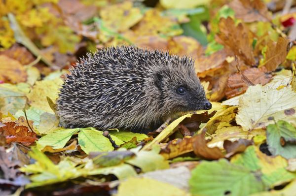 輸入壁紙 カスタム壁紙 PHOTOWALL / Hedgehog in Autumn Leaves (e320151)