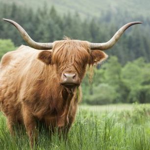 輸入壁紙 カスタム壁紙 PHOTOWALL / Highland Cattle (e320152)