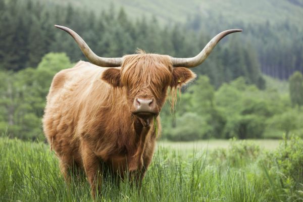 輸入壁紙 カスタム壁紙 PHOTOWALL / Highland Cattle (e320152)