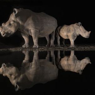 輸入壁紙 カスタム壁紙 PHOTOWALL / Rhino Reflection in Waterhole (e320153)
