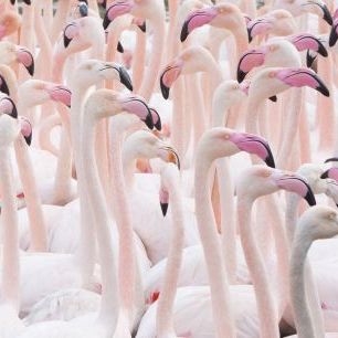 輸入壁紙 カスタム壁紙 PHOTOWALL / Greater Flamingo Flock (e320154)