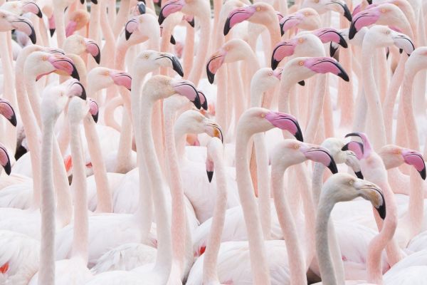 輸入壁紙 カスタム壁紙 PHOTOWALL / Greater Flamingo Flock (e320154)