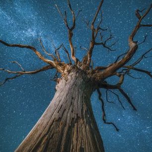 輸入壁紙 カスタム壁紙 PHOTOWALL / Milky Way and Oak Tree (e320155)