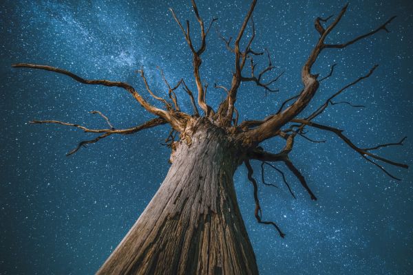 輸入壁紙 カスタム壁紙 PHOTOWALL / Milky Way and Oak Tree (e320155)