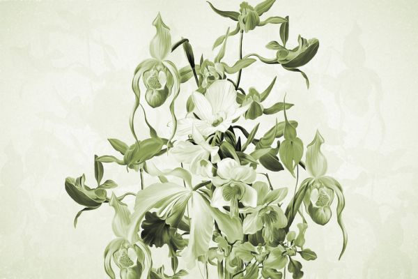 輸入壁紙 カスタム壁紙 PHOTOWALL / Blooming Orchids - Green (e322838)