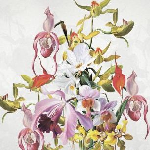 輸入壁紙 カスタム壁紙 PHOTOWALL / Blooming Orchids (e322839)