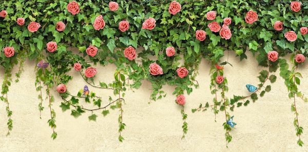輸入壁紙 カスタム壁紙 PHOTOWALL / Roses on the Wall (e323060)