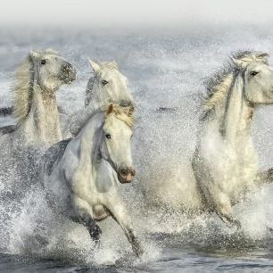 輸入壁紙 カスタム壁紙 PHOTOWALL / Galloping Horses (e324188)